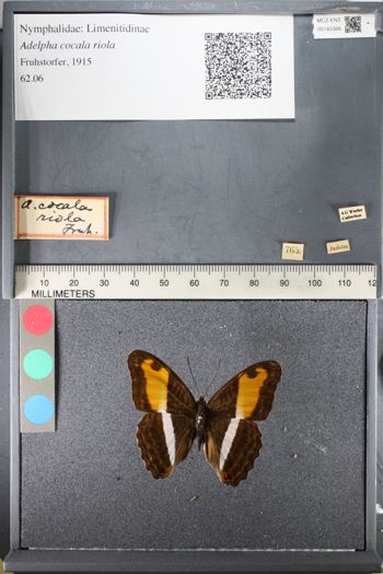 Media type: image;   Entomology 145388